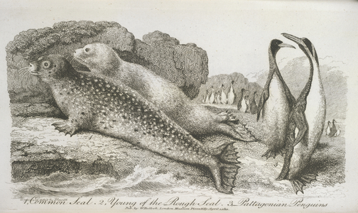 Seals and penguins. 1. Common seal. 2. Young of the Rough seal. 3. Pattagonian penguins