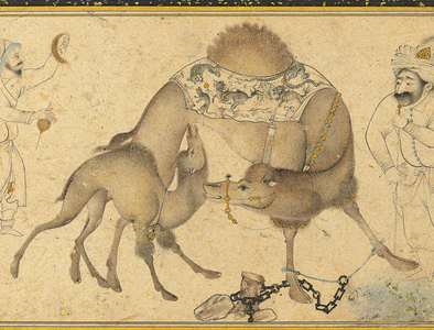 A Camel and her Calf, Safavid Iran, 1650-1700 (ink & opaque pigments heightened with gold on paper)