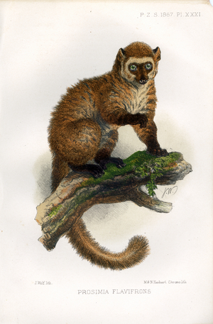 Yellow-fronted Lemur (print)