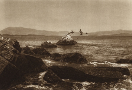 Mexico: Costa de Manzanillo, Pelicanos, Estado Colima (b/w photo)