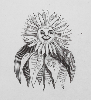 Sunflower (engraving)