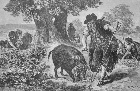 Truffle searching with a truffle pig