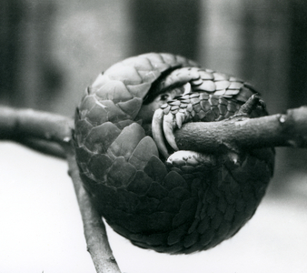 A critically endangered Chinese Pangolin resting, curled around a horizontal branch, London Zoo, Pre 1930 (b/w photo)