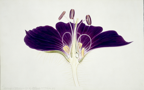 Geranium phaeum