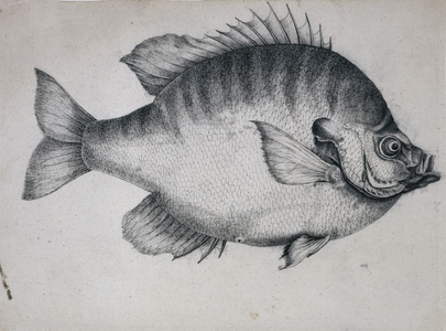 Lepomis macrochirus