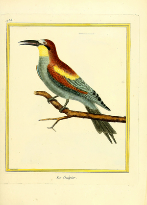 Bee-eater (print)