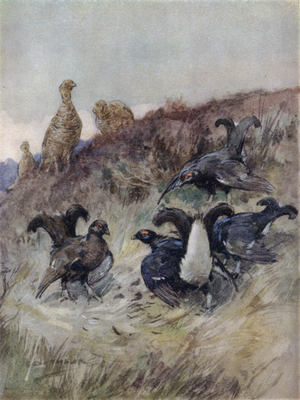 Illustration for The Story of a Red Deer (colour litho)