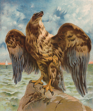 Eagle (colour litho)