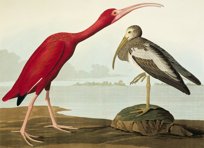 Eudocimus ruber, scarlet ibis, Plate 397 from John James Audubon's Birds of America, original double elephant folio, 1827-30 (hand-coloured aquatint)