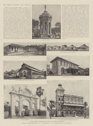 The Prevention of Cruelty to Animals in India (b/w photo)