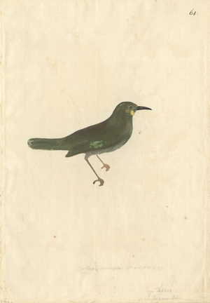 Foulehaio carunculatus