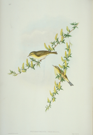 Phylloscopus trochilus