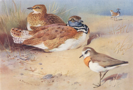 Little Bustard (male and female), Caspian Plover (colour litho)