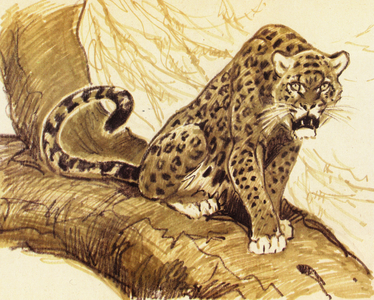 Leopard, 1966 (felt pen on paper)