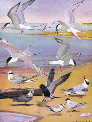 Illustration from The Natural History of American Birds of Eastern and Central Nort America pub. by Bramhall House c.1970 (colour litho)