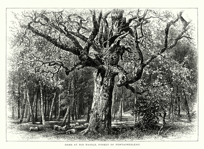 Oaks at Nid D'Aigle, Forest of Fontainebleau (engraving)