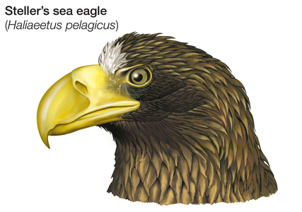 Head of Steller's sea eagle (Haliaeetus pelagicus)