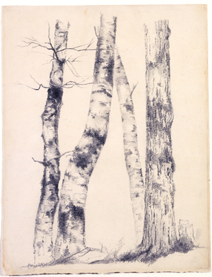 Study of Four Tree Trunks/Three Birches, 1855 (graphite with white scratching out on beige paper)