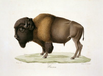 Bison, plate 123 from Histoire Naturelle des Mammifères, avec des figures originales, Vol. 1, by Étienne Geoffroy Saint-Hilaire & Baron Georges L. C. Frédéric D. Cuvier, 1819-42 (colour litho)