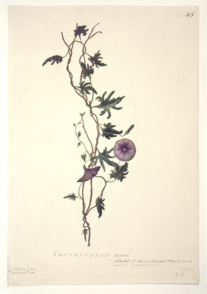 Convolvulus arvensis