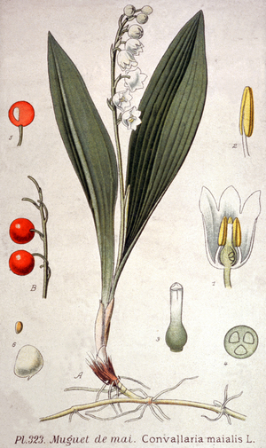 Lily of the Valley. Botanical, France, ca 1880 (colour engraving)