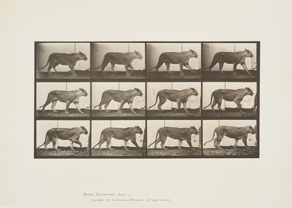 Plate 723 from Animal Locomotion, 1887 (collotype on paper) 