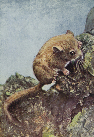 Dormouse, Muscardinus avellanarius (coloured photo)