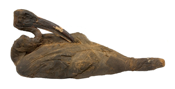 Mummified sacred ibis (photo)