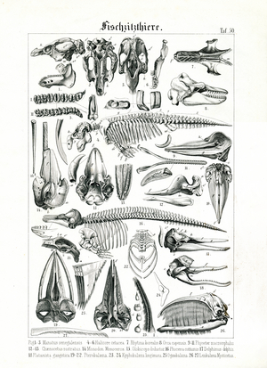Anatomical Illustration of Marine Mammals, 1851 (Lithography)
