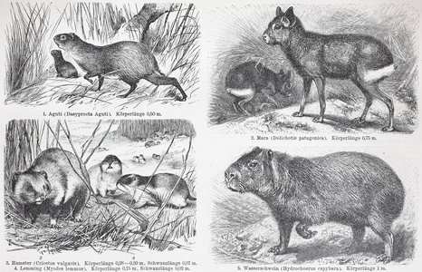 Various rodents, agouti, Patagonian mara (Dolichotis patagonum), hamster, lemming