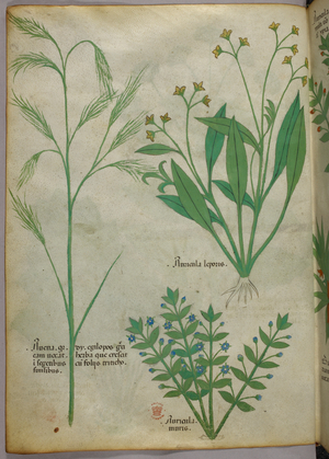 Botanical illustration, c.1440 (ink & colour on vellum)