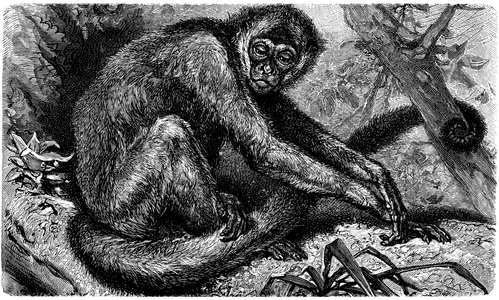 muriquis, woolly spider monkeys