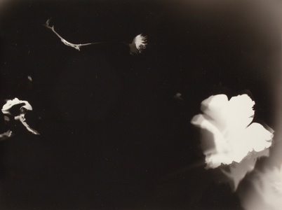 Untitled (gelatin silver print) 