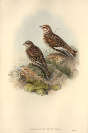 Melancorypha leucoptera