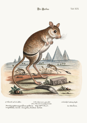 The Gerbua, 1749-73 (coloured engraving)