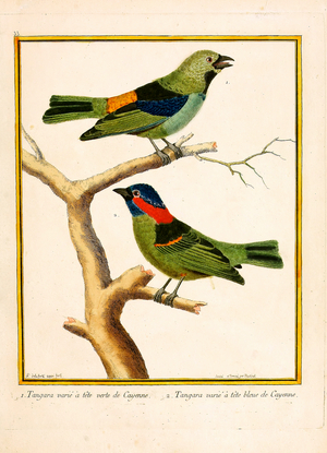 Green-headed and Blue-headed Tanager from Cayenne (print)