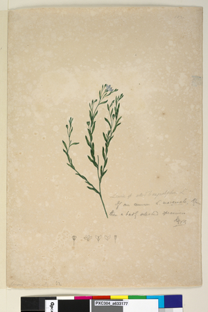 Page 182. Linum sp allied to augustifolium, c.1803-06 (watercolour, pen, ink and pencil)