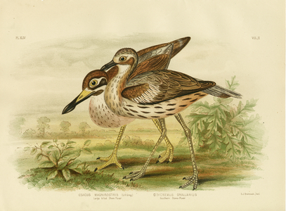 Large-Billed Shore Plover, 1891 (colour litho)