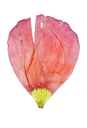 Poppy petal #2, 2012 (photographic c-print)