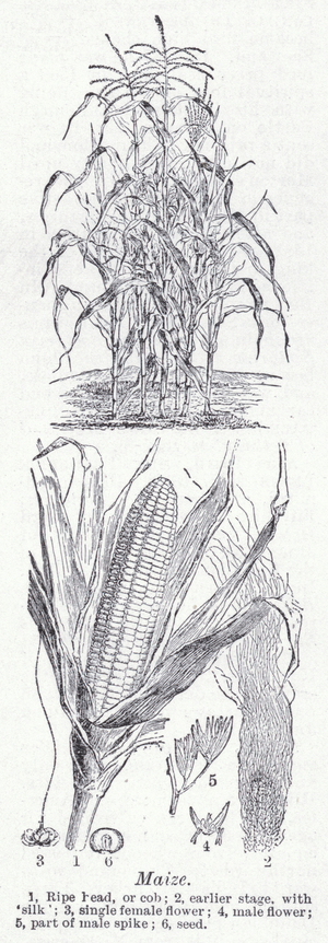 Maize (litho)