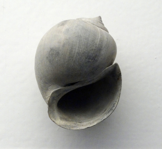 Crommium willemeti from Upper Bracklesham Beds
