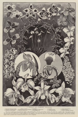 A group of famous orchids (litho)