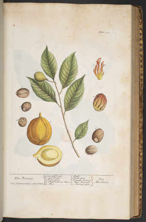 Plate 353, from 'A Curious Herbal', 1737 (coloured engraving)