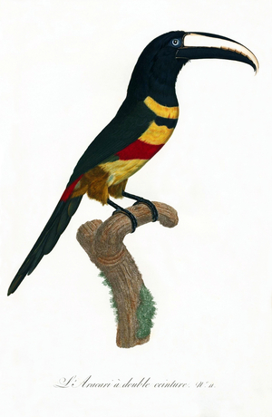 South & Central America: Early 19th century hand-painted illustration of various species of Toucan