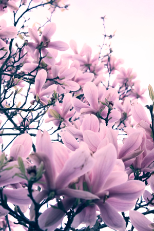 Magnolia #2, 2015 (photography)