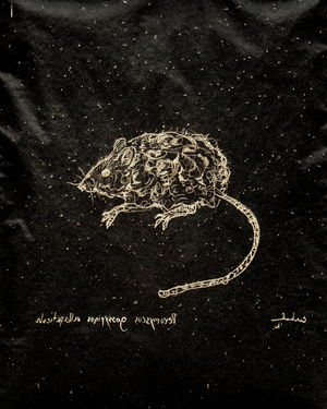 (80.15 W) Key Largo Woodrat, 2010 (carbon paper drawing)