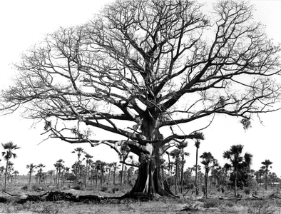 Un baobab