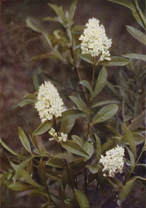 Wild flowers: Privet (colour photo)
