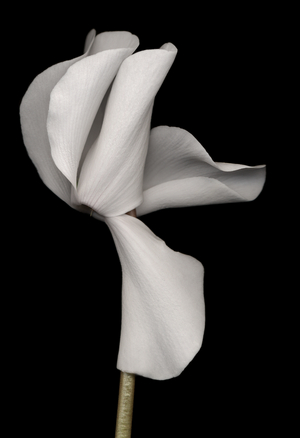 White Cyclamen (photo)