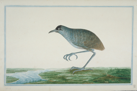 Rallus sp. Rail